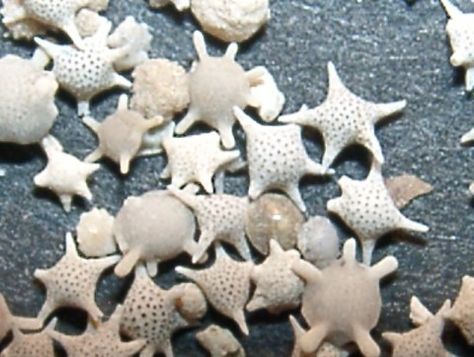 A maginified picture of star sand. A creature which taxonomically belongs to Family Calcalinidae, Order Foraminiferida, Class Rhizopoda, Phylum Protozoa. Magnified Sand, Star Sea, Sea Treasure, Star Sand, Shells And Sand, Song Of The Sea, Sand Castles, Real Star, Mad Science