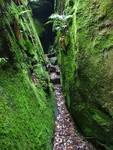 Spirit of Survival: Aaron Burr hid out in this portion of Dismal's Canyon, Alabama after he killed Alexander Hamilton in a duel. Jessie James is also known to have used this area to hide out. Alabama Hikes, Dismals Canyon, Alabama Hiking, Albertville Alabama, Alabama Vacation, Arkansas Travel, North Alabama, Alabama Travel, Natural Bridge