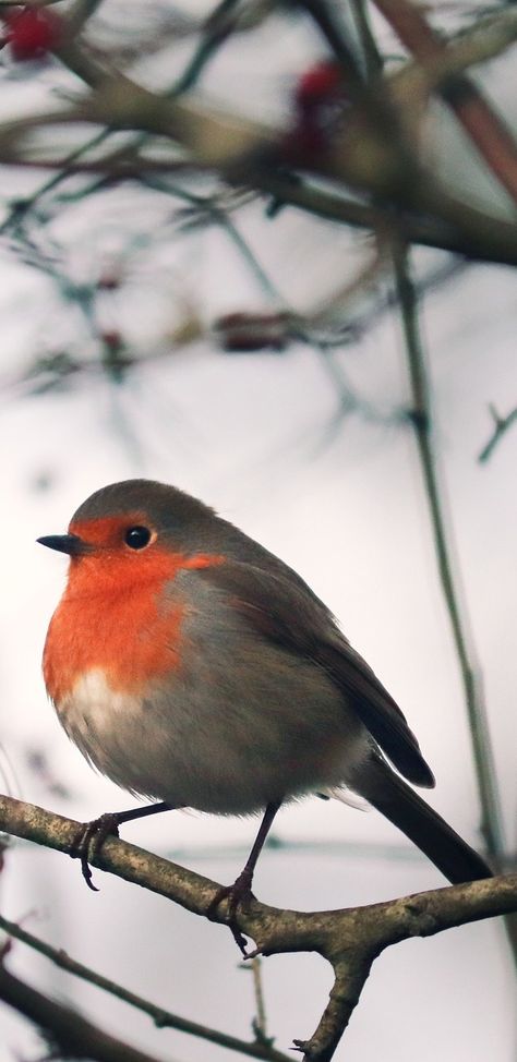 Cute Robin Drawing, Robin Reference, Robin Bird Drawing, Eagle Huntress, Birds Robin, Robin Bird Tattoos, Robin Drawing, Robin Photography, Red Robin Bird