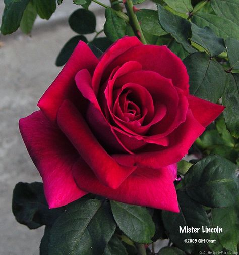 Mr Lincoln Rose, Grandiflora Roses, Valentines Bouquet, Single Roses, California Flowers, Flower Reference, Rose Reference, Landscape Gardening, Valentine Bouquet