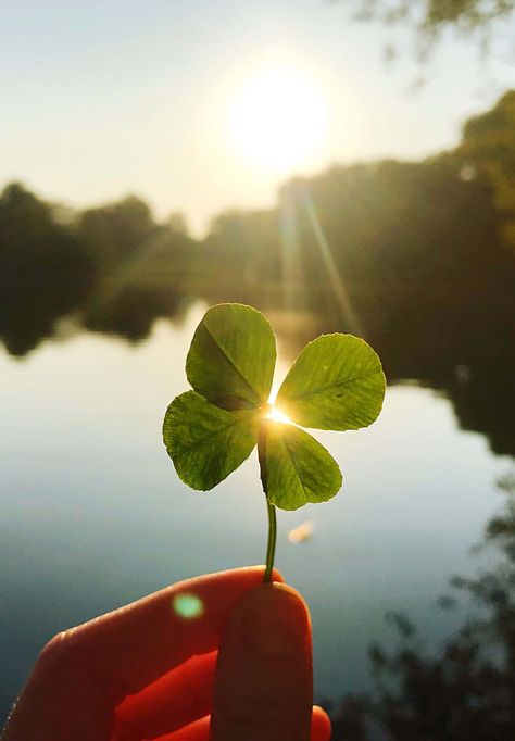 4 Leaf Clover Wallpaper, Wallpaper Queen, Seaside Wallpaper, Lake Wallpaper, Pink Cherry Blossom Tree, Clover Wallpaper, Blue Sky Wallpaper, Magical Sky, Island Wallpaper