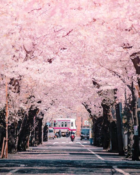 Spring In Japan, Japan Cherry Blossom, Japan Sakura, Japanese Sakura, Japanese Temple, Japan Street, Cherry Blossom Season, Sakura Tree, Japan Aesthetic