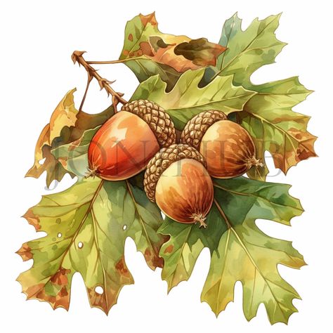 Acorn Clipart, Acorn Painting, Confectionery Design, Autumn Clipart, Sweet Delights, China Painting, Watercolor Leaves, Oak Leaf, Autumn Art