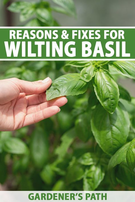 Basil, with its versatile flavor, is a must-have in the herb garden. The plants enjoy moist soil and a full sun location and are generally easy to care for. But what do you do if your basil is wilting and drooping? Learn about 9 reasons why basil plants wilt and how to resolve it on Gardener's Path. #basil #gardenerspath Vine Fruit, Basil Leaf, Gardening Gear, Plant Pests, Basil Plant, Gardening Books, Herbs Indoors, Cold Frame, Tree Care