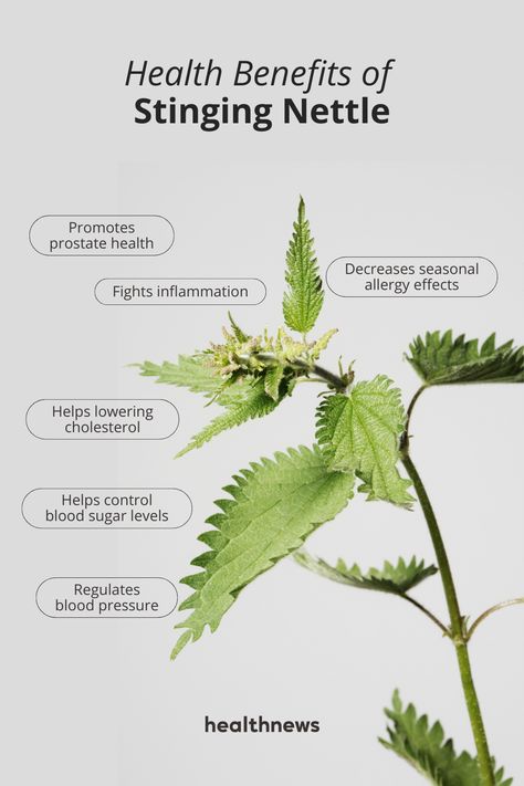 A stinging nettle can often be considered an unwanted plant, but scientific research reveals that it's nutrient-rich and can provide multiple health benefits. Read the article to find out how to properly take and dose it, as well as whether it has any potential side effects. Nettle Plant, Benefits Of Nettle, Stinging Nettle Benefits, Benefits Of Stinging Nettle Tea, How To Harvest Nettle, Benefits Of Stinging Nettle, Nettle Benefits, Nettle Spiritual Uses, Stinging Nettle