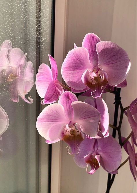 Orchid Flower Purple, Orchid Aesthetic Wallpaper, Pink Orchids Centerpiece, Orchid Aesthetic, Baby Orchid, Orchid Photography, Orchid Flower Arrangements, Orchid Centerpieces, Orchid Bouquet