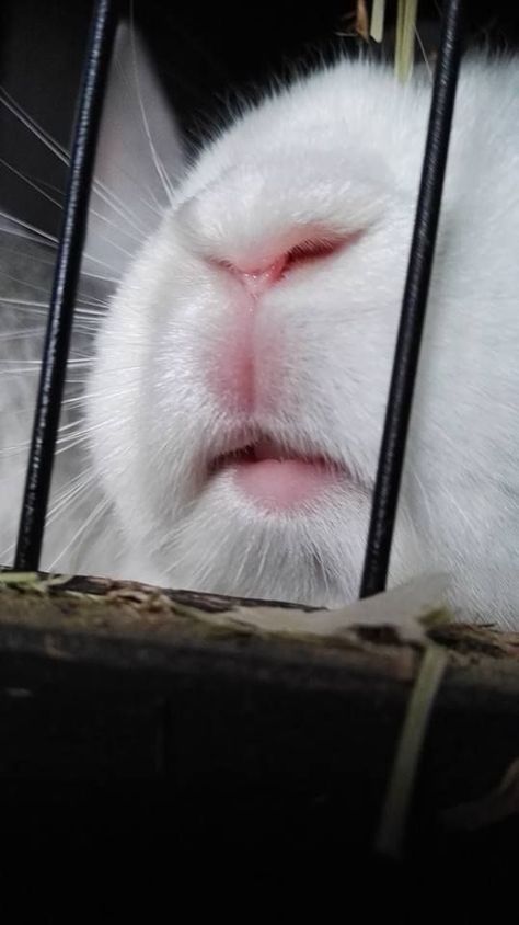 Cadbury Bunny, Bunny Nose, Dog Snapchats, Mini Lop, Bunny Mom, House Rabbit, Bunny Pictures, Bunny Lovers, Bunny Face