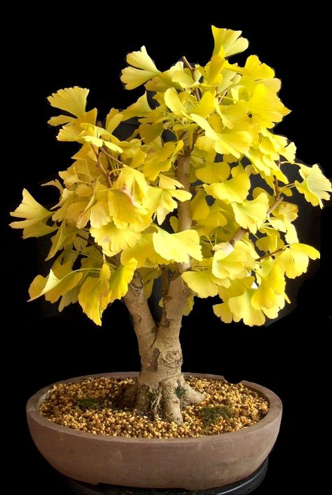 Gingko Biloba Tree, Wabi Sabi Garden, Gingko Tree, Gingko Biloba, Bonsai Styles, Bonsai Flower, Mini Bonsai, Bonsai Art, House Plants Decor