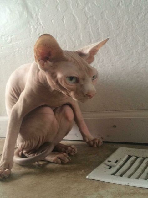 I Think He’s Feeling A Bit Chilly Gato Sphynx, Cute Hairless Cat, Sphinx Cat, Dream's Cat, Hairless Cat, Sphynx Cat, Silly Animals, Sphynx, Silly Cats