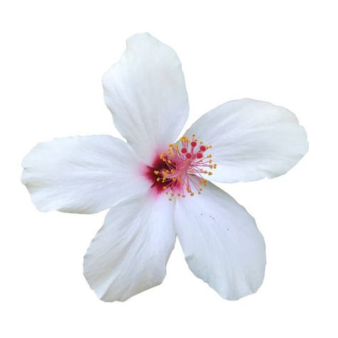 Hibiscus White Background, Flower White Background Aesthetic, Hibiscus Flower White Background, Flower Pictures Aesthetic, Summer Aesthetic Icons, Hibiscus Icon, Flowers With White Background, White Background Flower, Icons White Background