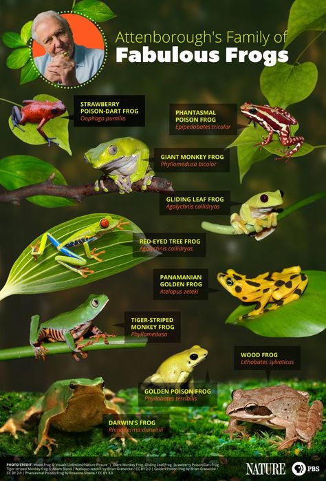 PBS fun Infographic on frogs Tree Frog Habitat, Red Eye Tree Frog, Strawberry Poison Dart Frog, Red Eyed Frog, Frog Habitat, Golden Frog, Red Eyed Tree Frog, Habitat Destruction, Dart Frog