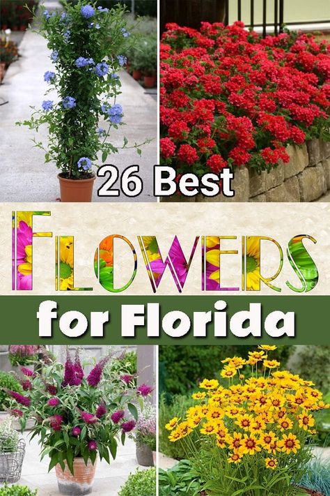 Florida's climate can be challenging for many plants! If you want Best Flowers to Plant in Florida, you're at the right place! Flowers To Grow In Florida, Florida Plants Landscaping, Gardening Wallpaper, Florida Flowers, Wallpaper Garden, Flowers To Plant, Florida Native Plants, Flowers To Grow, Garden Nails