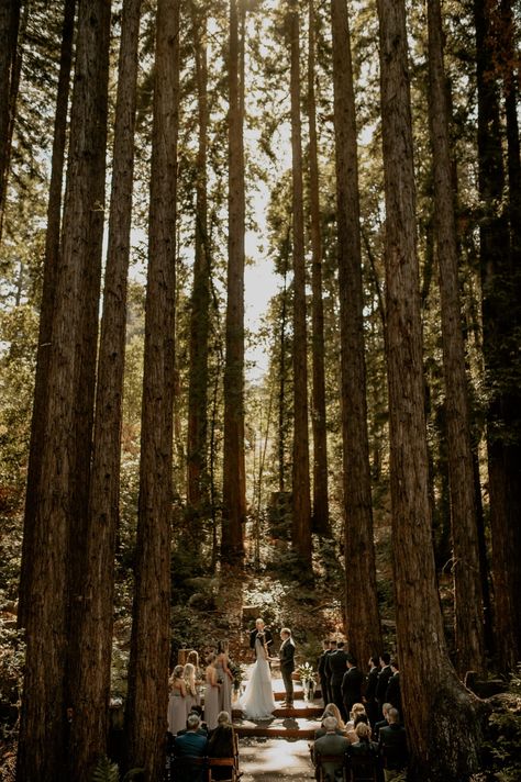 Redwood Wedding California, Redwood Forest Wedding, Forest Wedding Ceremony, Forest Wedding Venue, Redwood Wedding, New York Wedding Venues, Joshua Tree Wedding, California Mountains, Woodsy Wedding