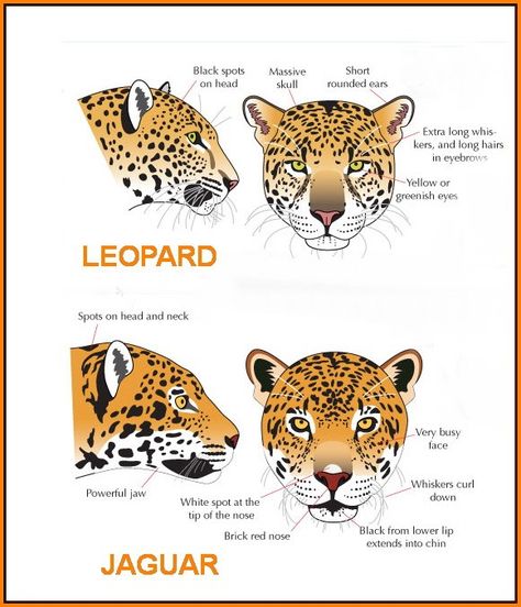 Leopard Anatomy, Zoology Career, Infographics Ideas, Jaguar Cat, Feline Anatomy, African Leopard, Jaguar Animal, Animal Classification, Animals Information