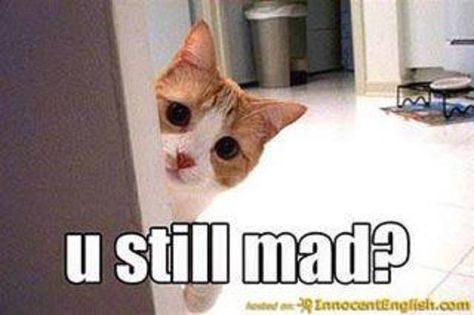 wellll R U???? Mad Meme, Cat Quotes Funny, Silly Cats Pictures, Kittens Funny, Cat Quotes, Funny Cute Cats, Silly Cats, Animal Quotes, Funny Animal Pictures