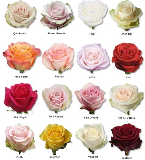 Type Of Roses, Flower Varieties, Best Rose, Rose Varieties, Flower Colors, Eyeliner Styles, Flower Plants, Types Of Roses, Flower Meanings