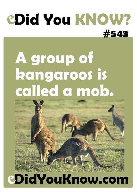 Dog Trivia, Kangaroo Facts, Fun Facts For Kids, Fun Facts About Animals, Intresting Facts, Mind Blowing Facts, Did You Know Facts, Unbelievable Facts, Facts For Kids