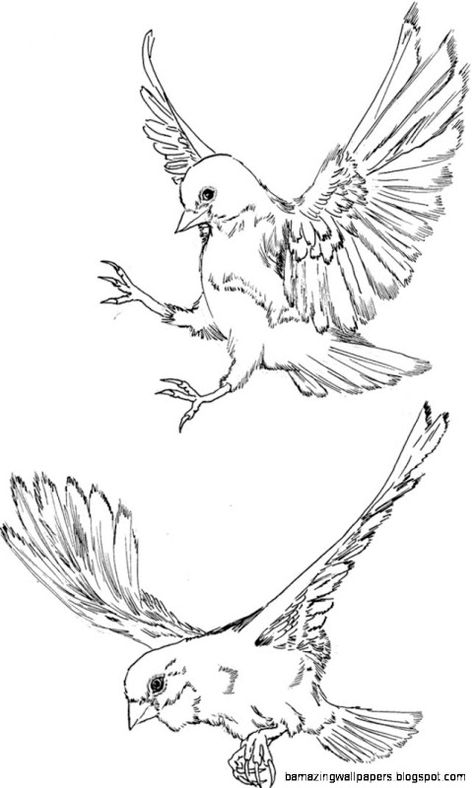 Flying Bird Drawing | Free Download Clip Art | Free Clip Art | on ... Flying Finch Tattoo, Finch Drawing, Fly Drawing, Bird Sketch, Bird Drawing, Flying Bird, Finches, Sparrows, Ink Sketch