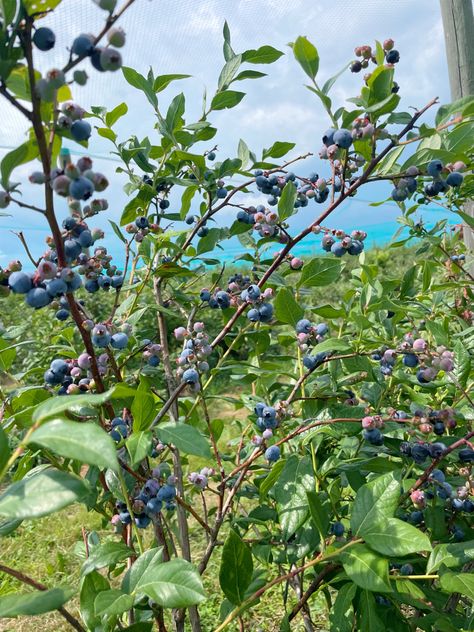 Blueberry Picking, Dream Backyard, Favorite Words, Fruit Trees, Blueberries, Fairy Garden, Feel Better, Things To Do, Fruit