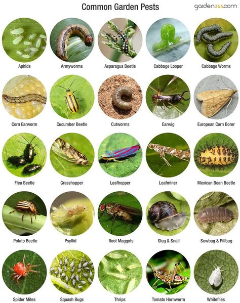 Garden Pests Identification, Organic Fertilizers, Flea Beetles, Organic Gardening Pest Control, Cabbage Worms, Tattoo Plant, Cucumber Beetles, Natural Pest Control, Garden Pest Control