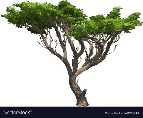 Acacia Tree, Tree Drawing, Single Image, Transparent Png, Png Images, Adobe Illustrator, Vector Images, Vector Free, Vector Illustration