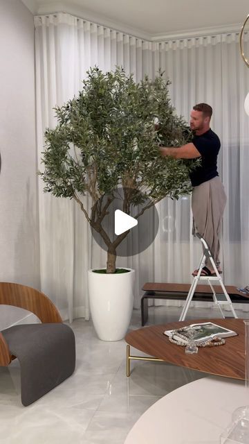 CFA Design Group on Instagram: "Ciao bello 🫒🌿✨ Elevate your space with our oversized faux olive trees from CFA Design Group! 🌿✨ These stunning trees are the perfect way to bring a touch of Mediterranean charm into your home or office. Each tree is meticulously crafted to look incredibly lifelike, adding a sense of natural beauty to any room. Whether you’re looking to enhance your living room, dining area, or outdoor patio, our faux olive trees are sure to make a statement. Upgrade your decor with these elegant and low-maintenance trees today! 🌿🏡 #FauxOliveTrees #MediterraneanChic #LifelikeBeauty #CFADesignGroup #ElegantDecor" Olive Tree Living Room Decor, Olive Tree Indoor Living Rooms, Olive Tree In Living Room, Faux Olive Trees, Olive Trees Garden, Patio Trees, Indoor Tree, Faux Olive Tree, Faux Tree