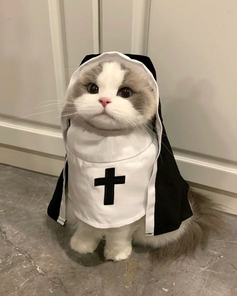 Let's take a kitty on an adorable adventure! #PetStarDream #HealingKitty #BirmanCat Cat Halloween Costume Pet, Cat Halloween Costumes, Dress Kawaii, Puppy Costume, Cat Halloween Costume, Pet Halloween Costumes, Pet Kitten, Puppies Funny, Dog Costume