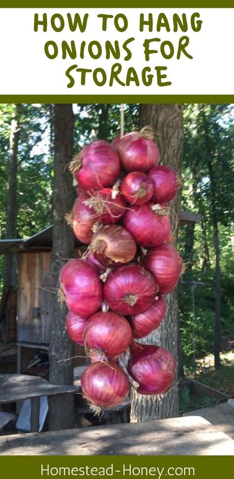 Ready to hang and store your onion crop? This video tutorial will show you how to hang onions for storage in the easiest and quickest way! #foodpreservation #foodstorage #onions Garden Onions Storage, How To Dry Onions From The Garden, Hanging Onions To Dry, Hanging Onions In Kitchen, How To Hang Onions For Storage, Drying Onions From Garden, How To Dry Onions For Storage, How To Dry Onions, How To Braid Onions For Storage