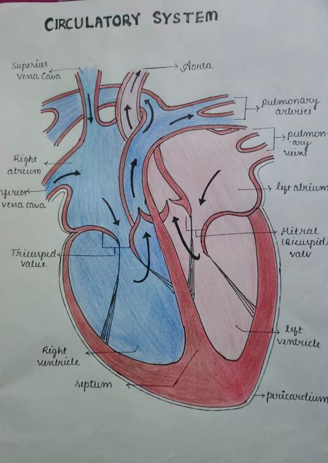 Circulatory system drawing for skool pjct #circulatory system Human Heart Diagram Class 10, Poster About Taking Care Of Respiratory And Circulatory System, Circulatory System Drawing Easy, Heart Diagram Drawing Easy, Cardiovascular System Drawing, Circulatory System Notes Aesthetic, Human Respiratory System Drawing, Heart Diagram Class 10, Respiratory System Drawing Easy