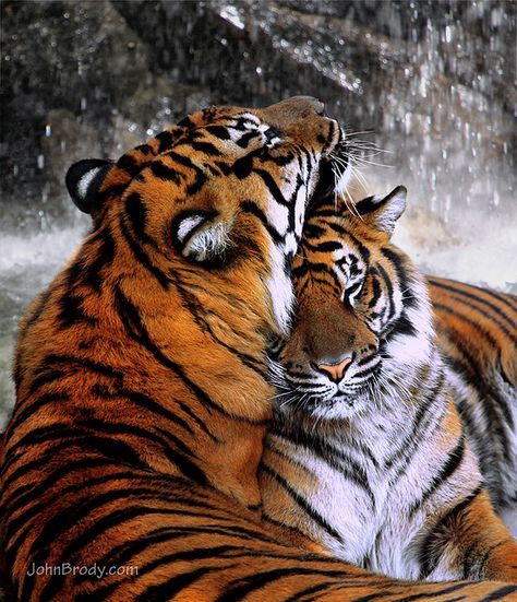 Love is...  Two Tigers:  As strong as they both are, it is love that tames their hearts. Tigers, Water