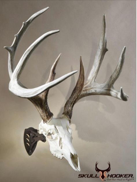 Skull Mount Ideas, Euro Mount, Deer Skull Mount, Euro Mounts, Antler Mount, European Mount, Skull Reference, Small Deer, Deer Mounts