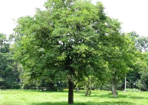 How to Grow Tamarind Tree | Growing Tamarind Tamarind Tree, Florida Trees, Christmas Fairy Garden, Garden Ideas To Make, Asam Jawa, Everglades Florida, Everglades National Park, Fast Growing Trees, Ornamental Trees