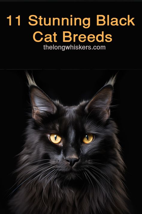 Black cat Black Cat Breeds Long Hair, Long Haired Black Cat, Black Cat Breeds, Fluffy Black Cat, Russian Cat, Most Popular Cat Breeds, Rare Cat Breeds, Bombay Cat, Exotic Shorthair Cat