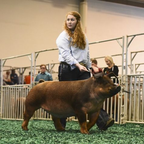 Show Pig Names, Show Pigs Tips, Showing Pigs, Pig Names, Show Pigs, Livestock Photography, Livestock Judging, Show Animals, Pig Showing