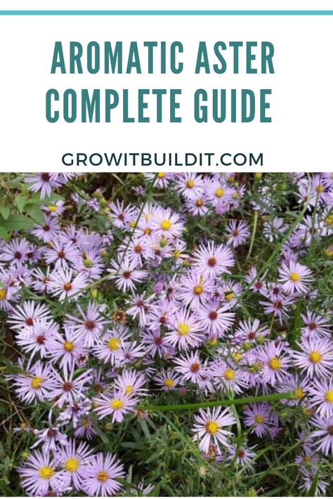 Micro Prairie, Aromatic Aster, New England Aster, Pollinator Garden Design, Garden Well, Beginner Gardening, Late Bloomer, Plant Zones, Native Plant Gardening