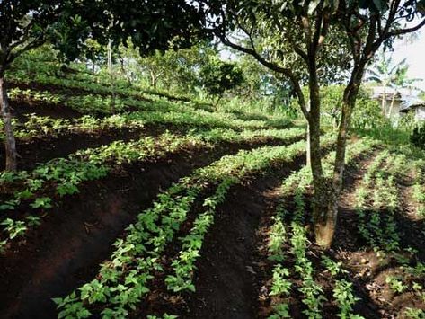 Hillside Farming, Hillside Farms, Slope Design, Hillside Landscaping, Permaculture Gardening, Permaculture Design, Sloped Garden, Garden Plans, Citrus Trees