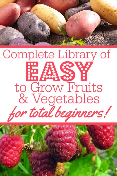 Wondering how to grow your first veggie garden? Growing your own vegetables can be a daunting task for new beginners. Even if you're a total newbie to gardening, plant these 13 simple, easiest to grow vegetables! Raised beds, pots, containers, small spaces, backyards we have all the best ideas for seedstarting!#gardening#gardeningforbeginners#vegetablegarden#organicgardening#easy#seedstarting Vegetable Beds Raised, Easy Vegetables To Grow, Vegetable Garden For Beginners, Garden Growing, Grow Vegetables, Growing Veggies, Growing Fruit, Vegetable Garden Design, Olive Garden