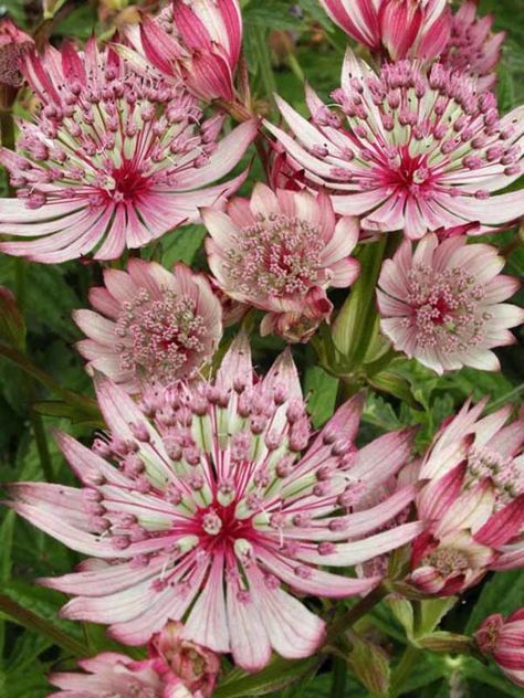 Astrantia Major, Long Blooming Perennials, Zen Rock, Flowers Background, Have Inspiration, Unusual Plants, Sparkling Stars, Fall Plants, Diy Small