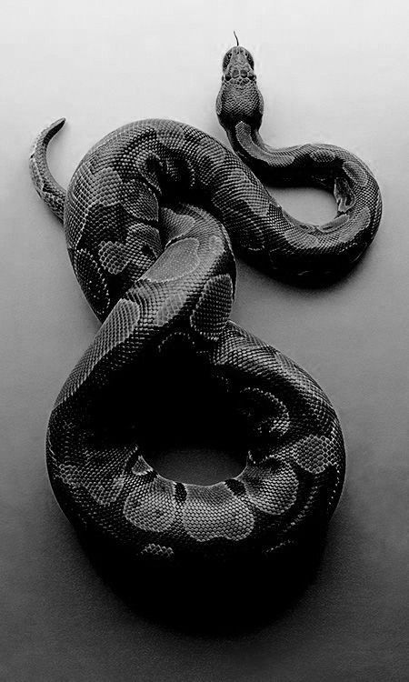 Anaconda Snake, Snake Photos, Medusa Art, Pretty Snakes, Snake Wallpaper, 2160x3840 Wallpaper, Cute Snake, Snake Art, Beautiful Snakes