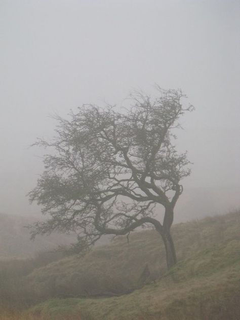 Wuthering Heights Aesthetic, Sarah Moon, Gothic Romance, Wuthering Heights, Dark Cottagecore, Fallen Leaves, Photography Courses, Jane Eyre, The Fog