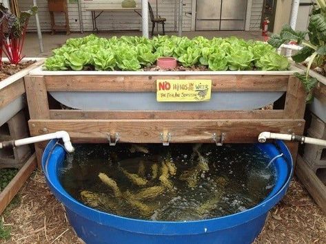 Aquaponics Greenhouse, Backyard Aquaponics, Aquaponics Fish, Aquaponics Diy, Aquaponic Gardening, Aquaponics System, Fish Farming, Growing Fruit, Hydroponic Gardening