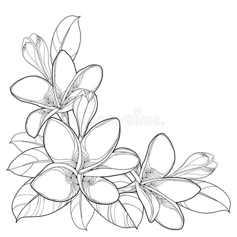 Vector corner bouquet of outline Plumeria or Frangipani flower bunch, bud and ornate leaf in black isolated on white background. Flora of Laos and Bali stock illustration Fiori Frangipani, Tree Anatomy, Plumeria Flower Tattoos, Frangipani Tattoo, Tropical Flower Tattoos, Hawaii Tattoos, Frangipani Flower, City Flowers, Flower Tattoo Shoulder