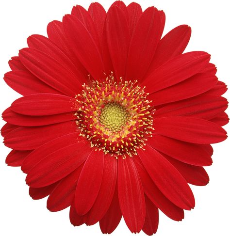 Red Gerber Daisy Clipart Red Gerbera Daisy, Daisy Clipart, Png Flowers, Gerber Daisy, Scrapbook Flowers, Red Daisy, Gerber Daisies, Gerbera Daisy, Floral Stickers