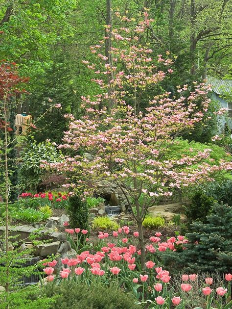 Pagoda Dogwood, Flowering Dogwood, Trees For Front Yard, Japanese Tree, Front Yards, Dogwood Trees, Landscape Designs, Have Inspiration, Ornamental Trees