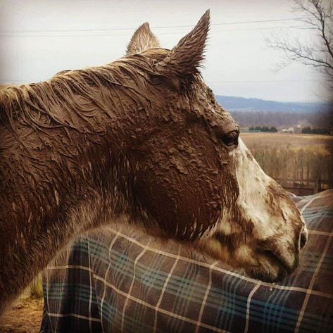 Here's what happens when you have a mud winter instead of a snow winter. Muddy Horse, Snow Winter, Photo Challenge, What Happens When You, Horses, Animals