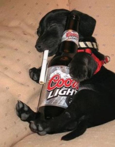 How Bad Is Alcohol For Dogs? What Should I Do If My Dog Accidentally Drinks Some? Alcohol Pictures, Dog Beer, Drunk Humor, Alcohol Humor, Dog Nutrition, Silly Dogs, Bad Dog, Silly Animals, Dog Memes