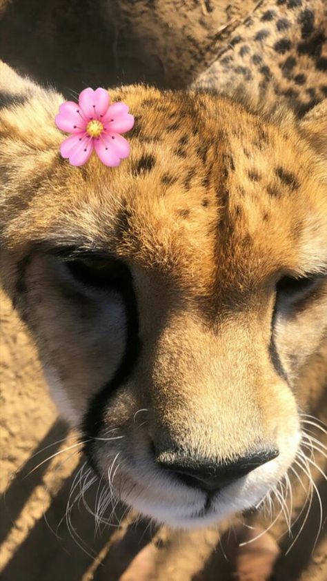 cheetah wallpaper Cheetah Asthetic Picture, Big Cats Wallpaper, Cheetah Wallpaper Aesthetic, Cute Cheetah Wallpaper, Cute Cheetah Print Wallpaper, Cheetah Print Pfp, Cheetah Widget, Cheetah Therian, Cheetah Print Wallpaper Iphone