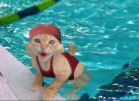 summer!!! Funny Cats In Water, Swimming Cats, Image Chat, Dog Hacks, Funny Cats And Dogs, Funny Cat Pictures, Cat Playing, Funny Cat Videos, Cat Clothes