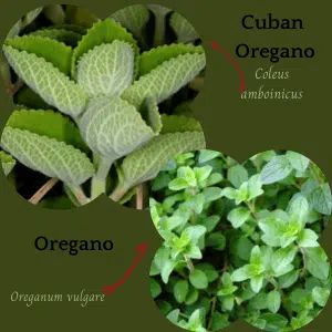 Cuban Oregano Recipes, Healthy Marinades, Cuban Oregano, Oregano Recipes, Drying Fresh Herbs, Mexican Oregano, Oregano Plant, Oregano Leaves, Herb Gardens