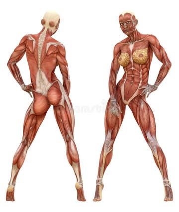 Anatomy of Male Muscular System Stock Illustration - Illustration of digitorum, maximus: 27798053 Muscular System Anatomy, Human Anatomy Reference, Male Figure Drawing, Female Muscle, Muscular System, Muscle Anatomy, Human Figure Drawing, Anatomy Sketches, Anatomy Poses